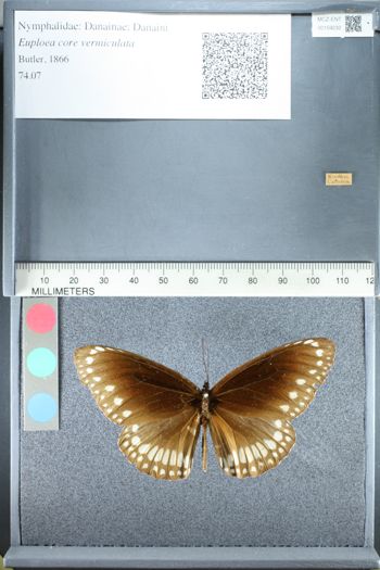Media type: image;   Entomology 159232